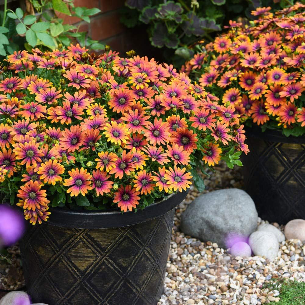 Garden Gear Black and Gold Plastic Flowerpot with saucer Image 4