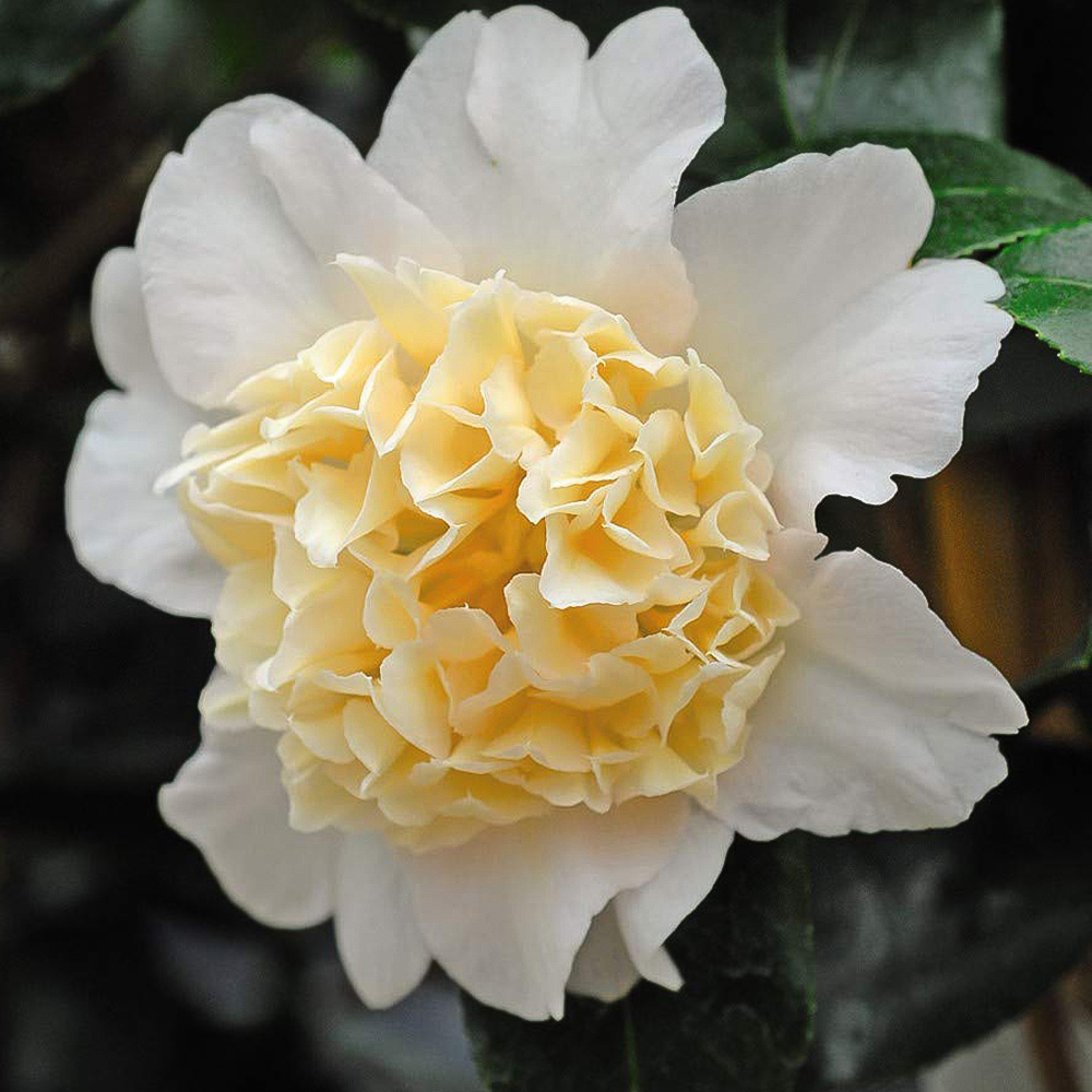 Thompson and Morgan Camellia Collection Plant Pot 9cm 3 Pack Image 2