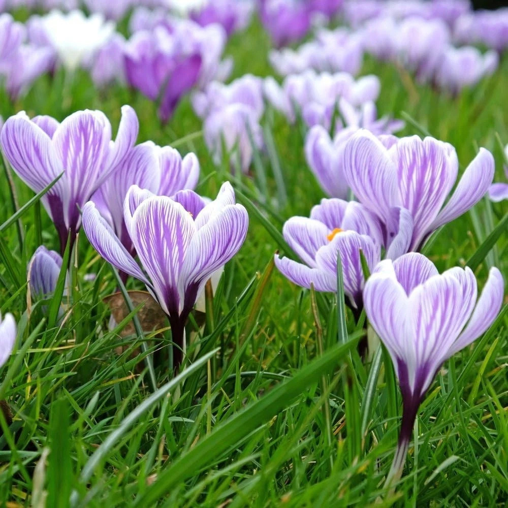 Thompson and Morgan Crocus Dutch Striped Planting Bulb 40 Pack Image 5