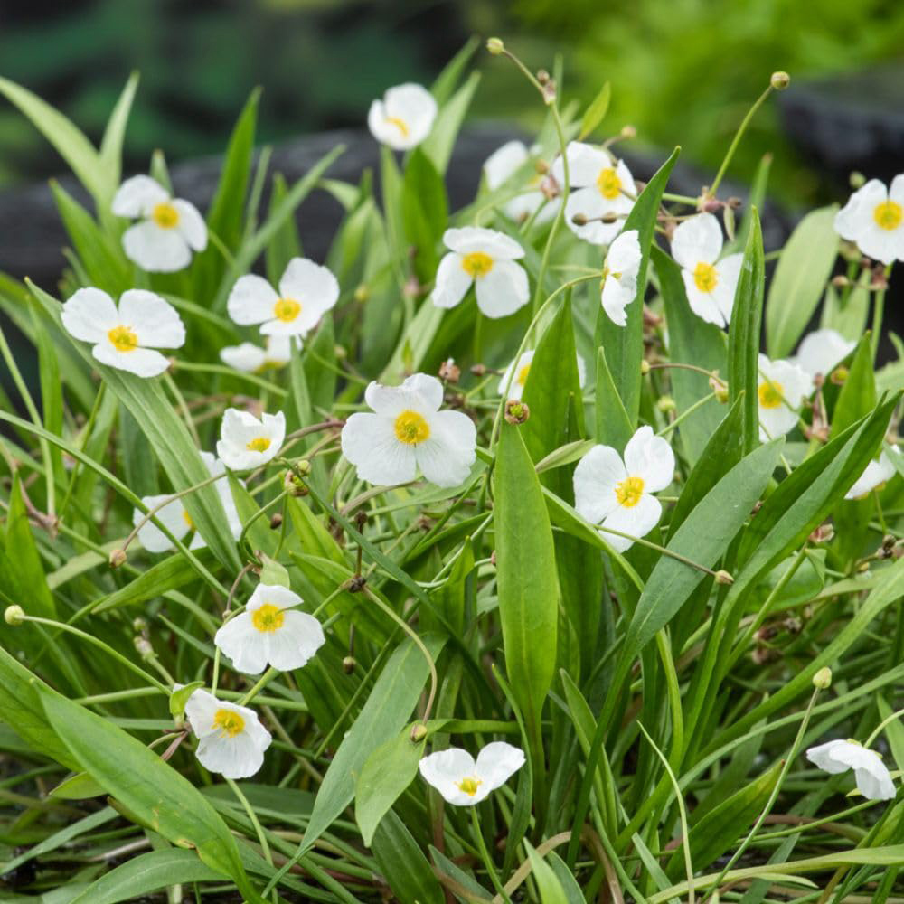 Thompson and Morgan Baldellia Ranunculoides Plant Pot 9cm Image 2