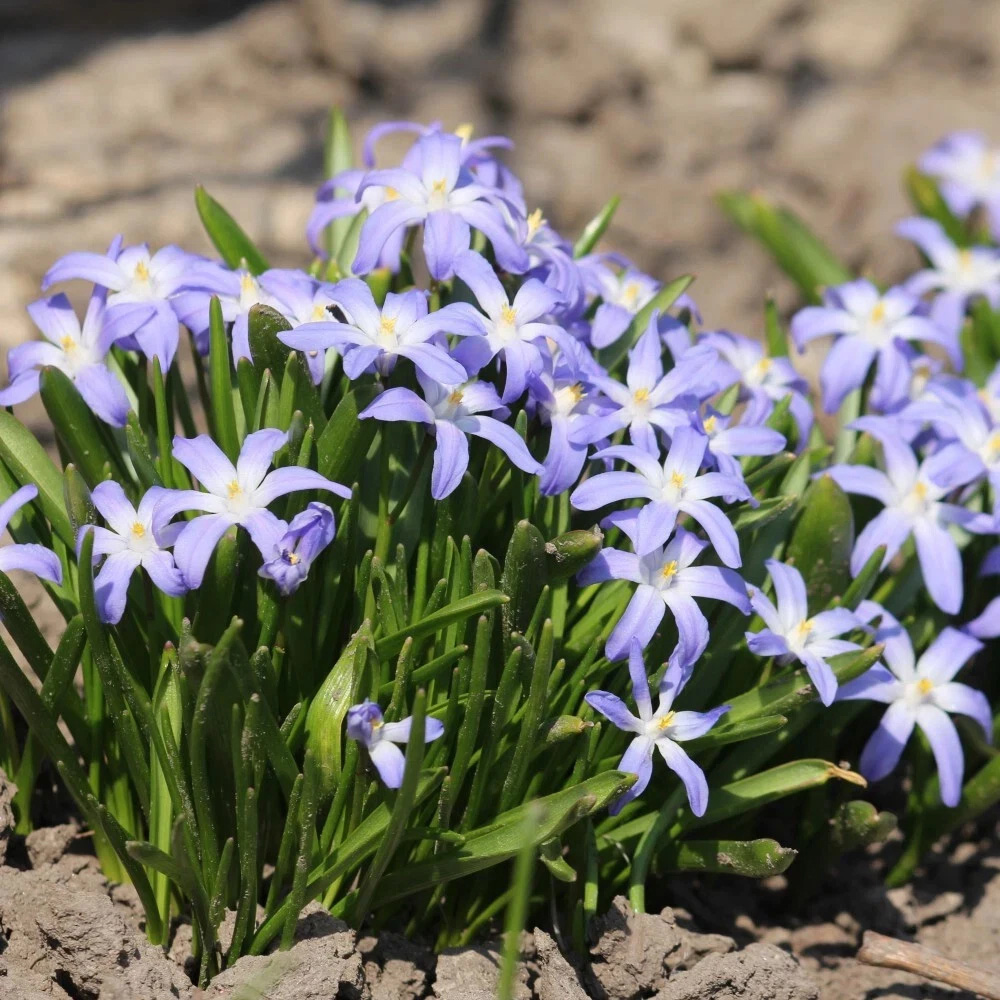 Thompson and Morgan Chionodoxa Mixed Glory of the Snow Planting Bulb 40 Pack Image 2