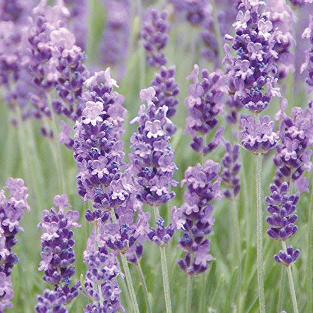 Thompson and Morgan Lavandula Lavender Munstead Potted Plant 1L 3 Pack Image 2