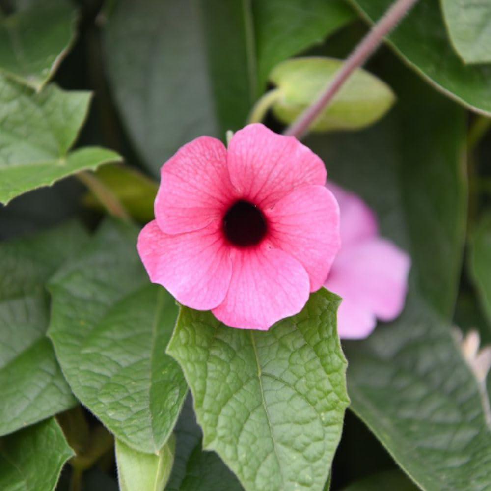 Thompson and Morgan Thunbergia Sunny Susy Collection Jumbo Plug Plant 10 Pack Image 2