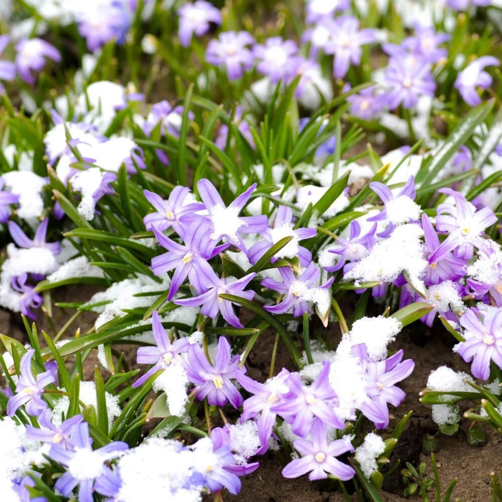 Thompson and Morgan Chionodoxa Mixed Glory f The Snow Planting Bulb 80 Pack Image 3