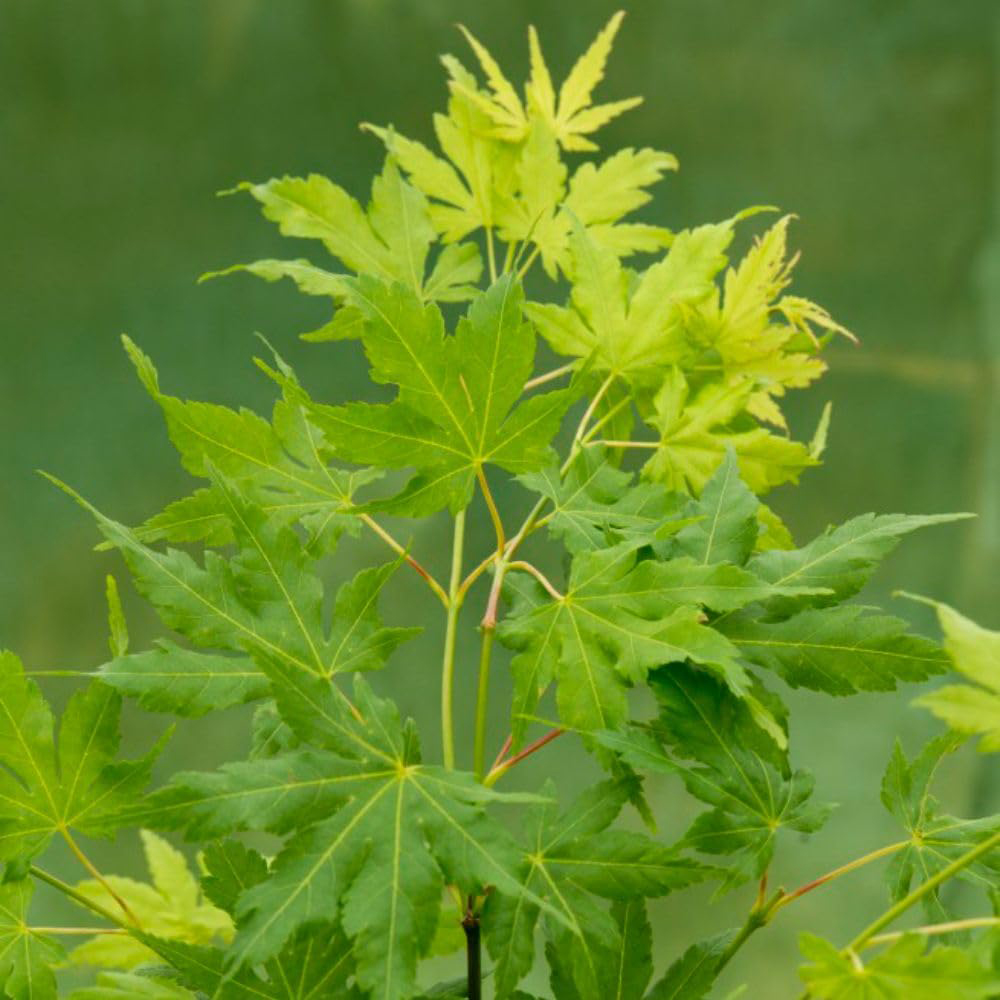 Thompson and Morgan Acer Palmatum Going Green Plant Pot 3L Image 2