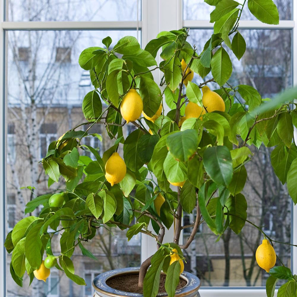 Thompson and Morgan Mediterranean Fruit Collection Plant Pot 8 Pack Image 3