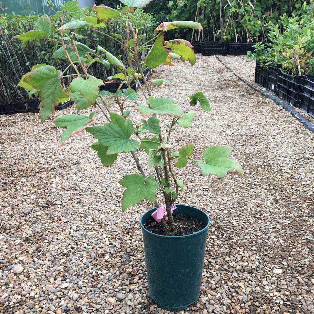 Thompson and Morgan Blackcurrant Ribes Ben Connan Plant Pot 3L Image 6