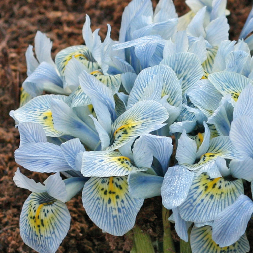 Thompson and Morgan Iris Katharine Hodgkin Autumn Planting Bulb 16 Pack Image 3