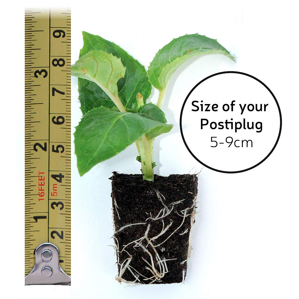 Thompson and Morgan Petunia Tumbelina Frills and Spills Priscilla Postiplug Plant 5 Pack Image 4