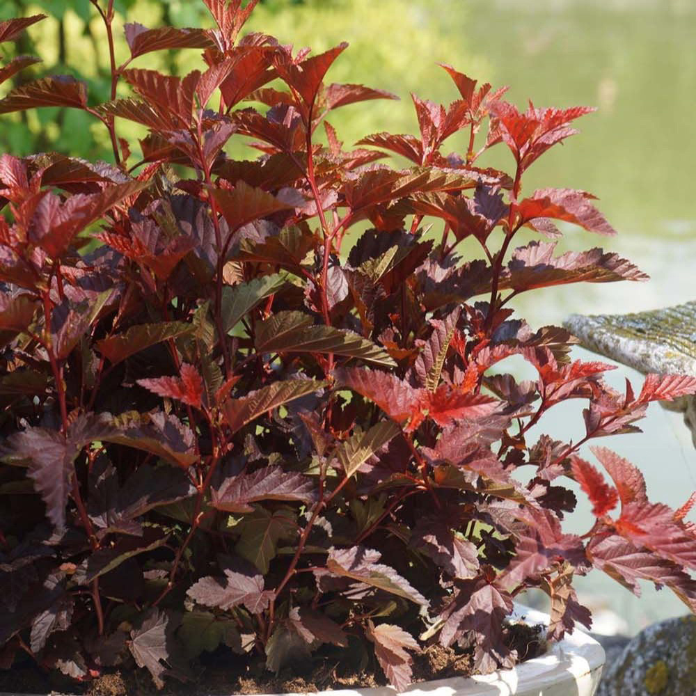 Thompson and Morgan Physocarpus Opulifolius Little Angel Plant Pot 9cm Image 3