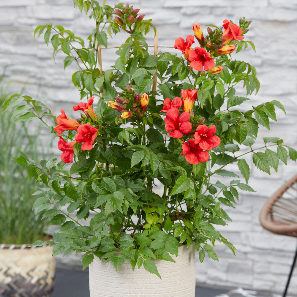 YouGarden Campsis Red Trumpet Plant Pot 2L Image 2