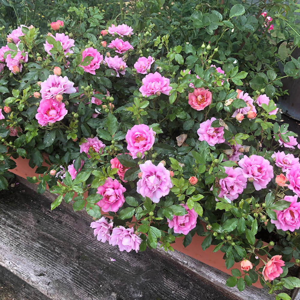 YouGarden Rose Amirose Plant in Pot 14cm 3 Pack Image 3