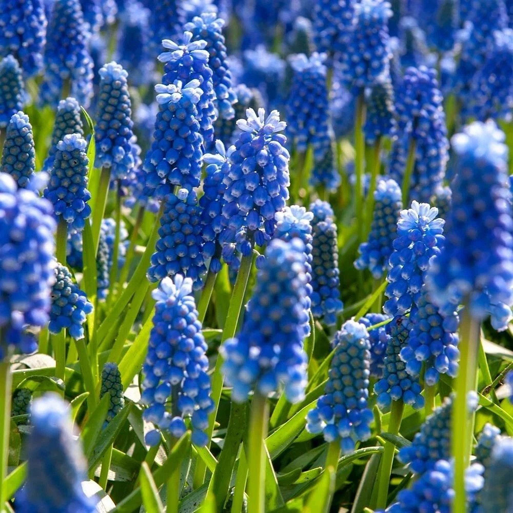 Thompson and Morgan Mixed Collection Planting Bulb 400 Pack Image 5