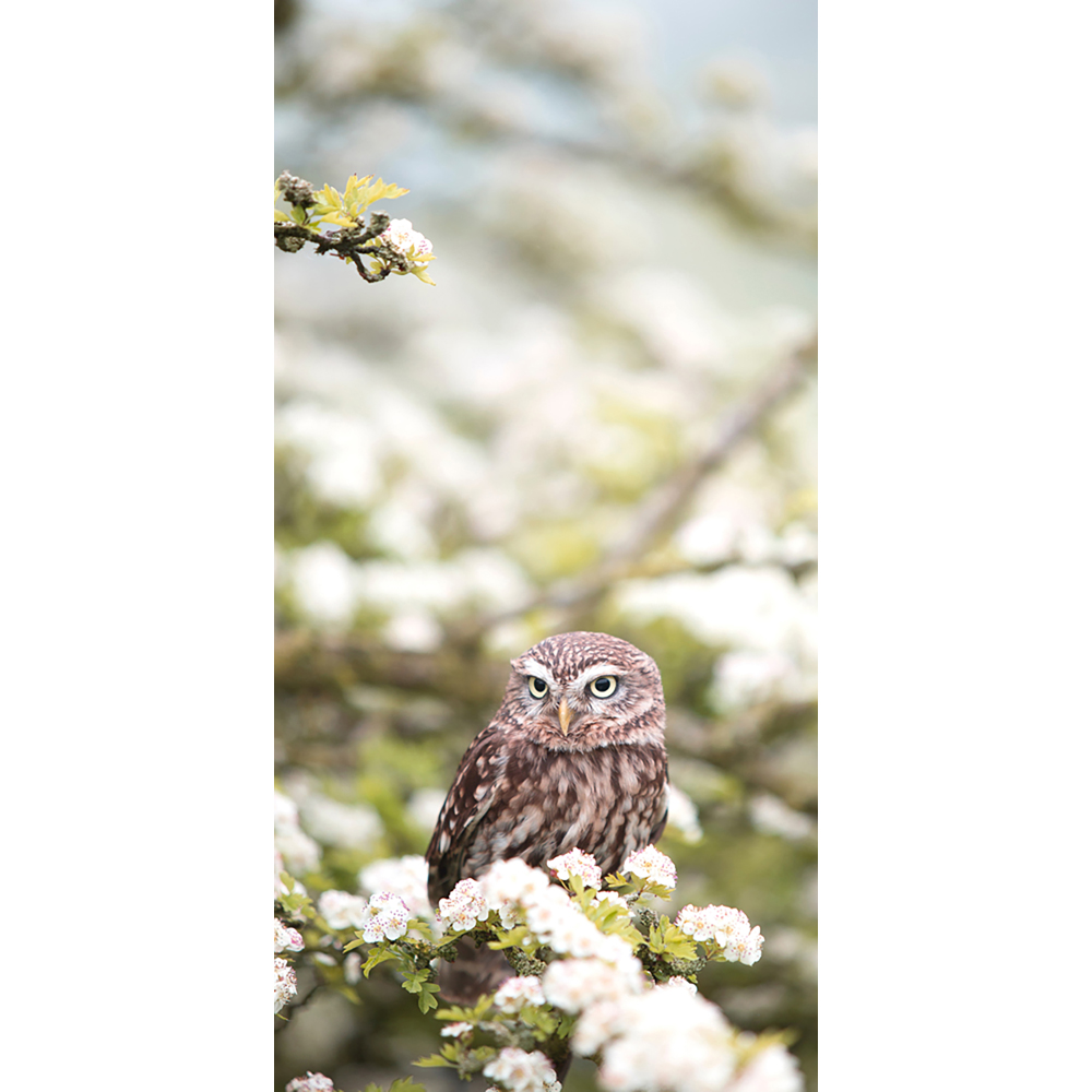 Mirrorstone Nexus Owl In The Spring Picture Wi-Fi Infrared Heating Panel 700W 595 x 1195mm Image 4