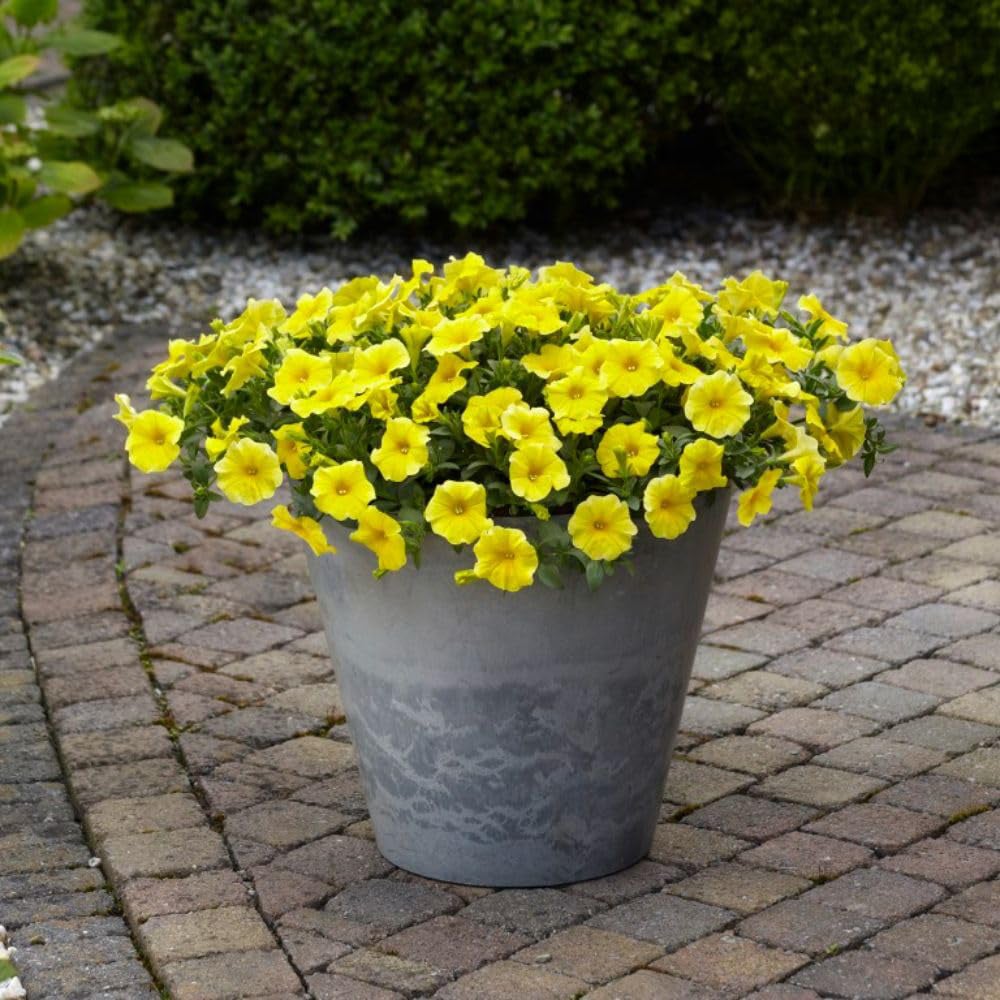 Thompson and Morgan Petunia Yellow Caliburst Petchoa Plant Plugs 24 Pack Image 3