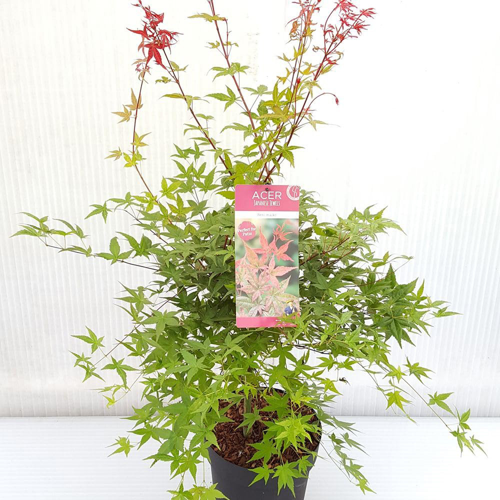 Thompson and Morgan Acer Palmatum Beni-Maiko Plant in Pot 3L Image 2