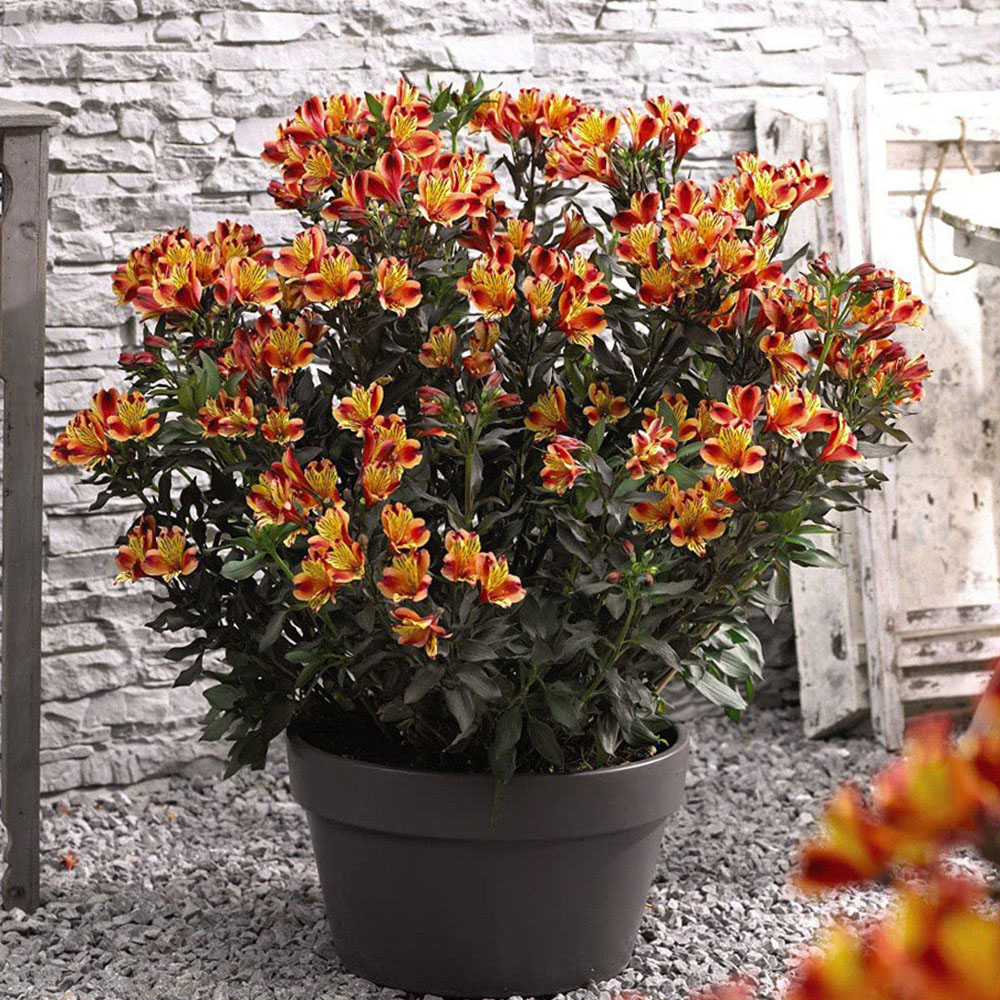 Thompson and Morgan Alstroemeria Indian Summer Jumbo Plug 2 Pack Image 2