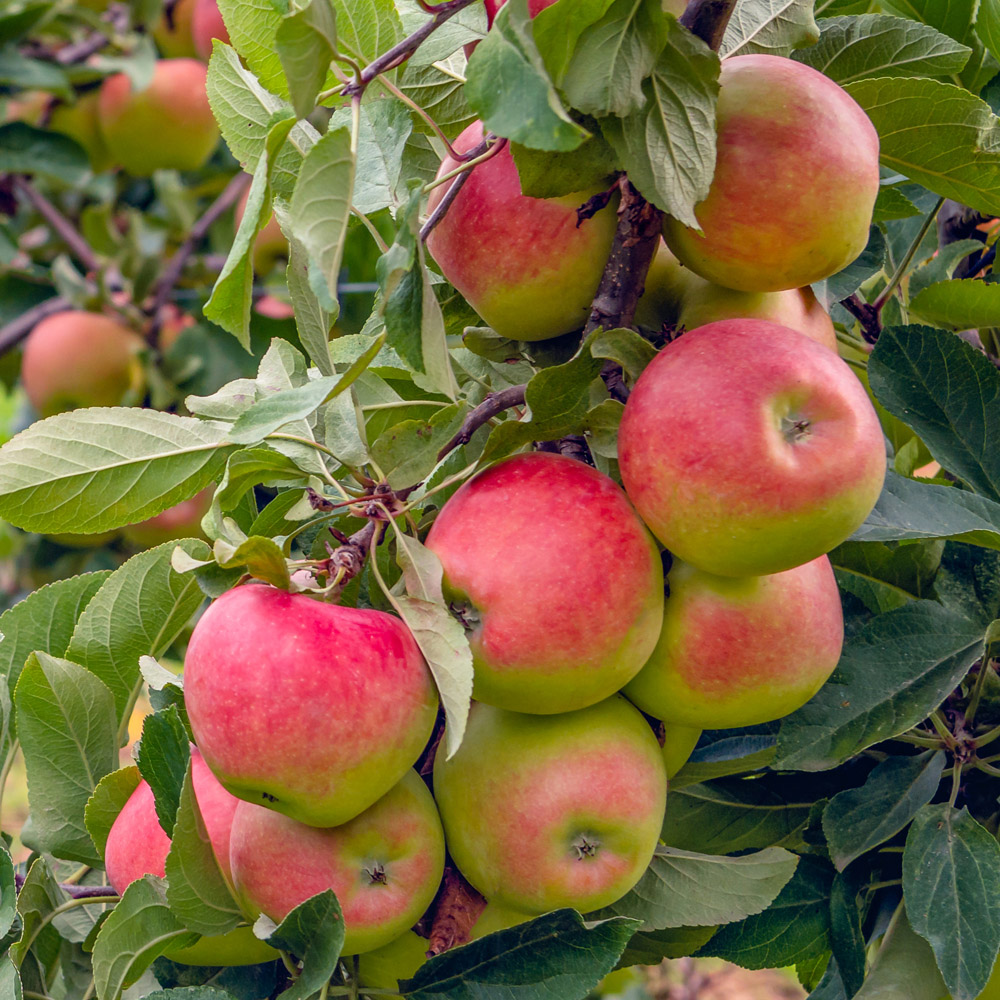 YouGarden Apple Elstar Patio Tree in Pot 5L Image 1