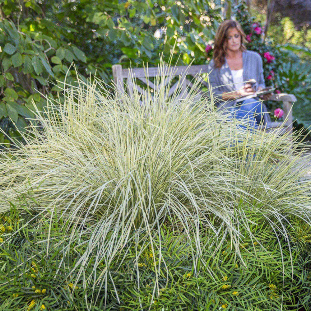 Thompson and Morgan Lomandra White Sands Potted Plant 9cm 3 Pack Image 6