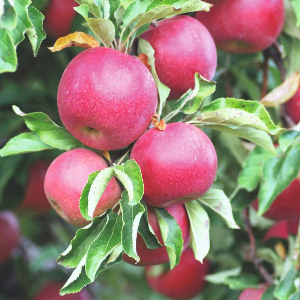 Thompson and Morgan Apple Malus Discovery M9 Patio Tree Pot 4L 2 Pack Image 3