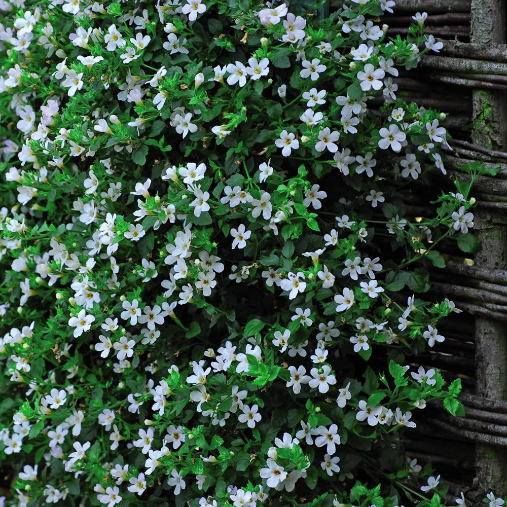 Thompson and Morgan Bacopa Snowtopia Plant Plug 6 Pack Image 6