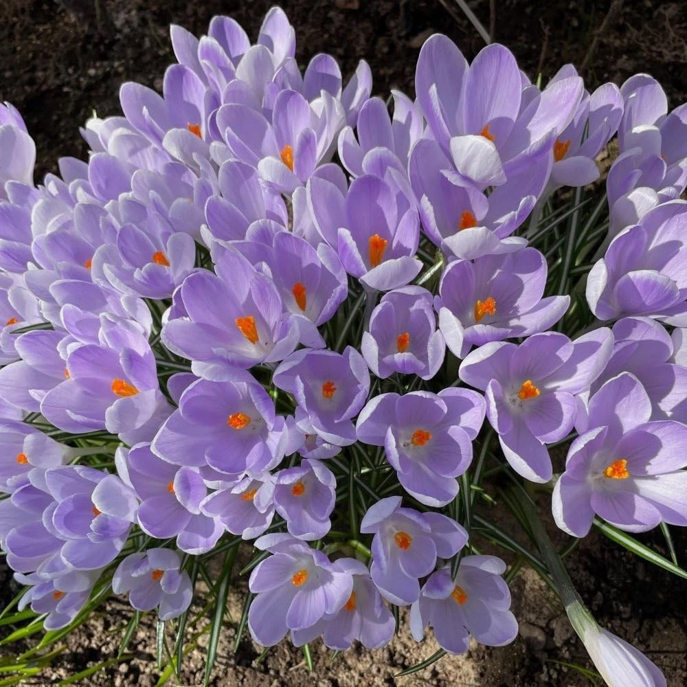 Thompson and Morgan Crocus Vanguard Planting Bulb 32 Pack Image 4