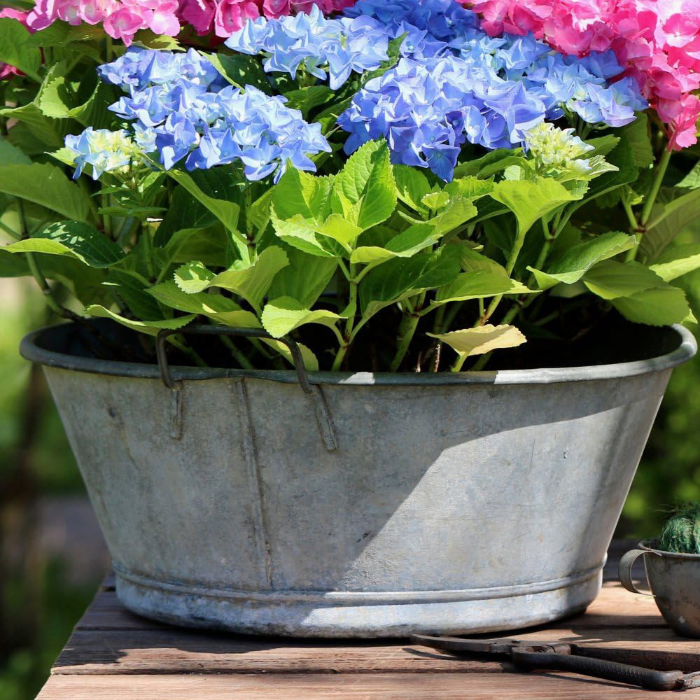 Thompson and Morgan Hydrangea Early Blue Plant Pot 10.5cm Image 4