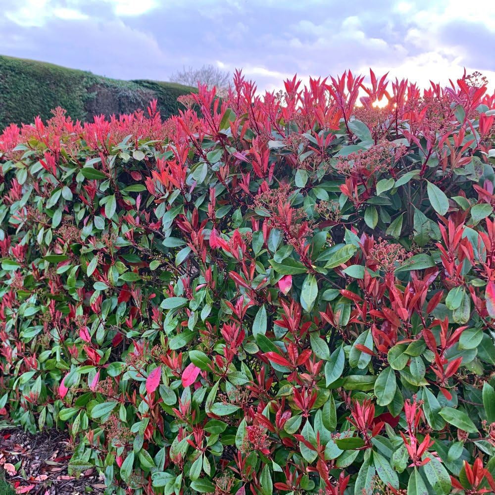 Thompson and Morgan Photinia Red Robin Plant Pot 3.6L Image 3