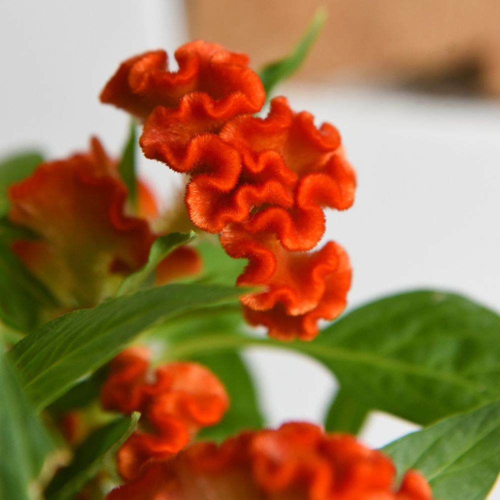 Thompson and Morgan Celosia Hot Topic Mix Potted Plant 2cm 2 Pack Image 4