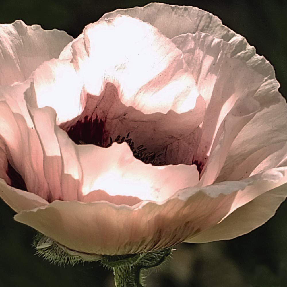 Thompson & Morgan Poppy Oriental Collection Bare Root 4 Pack Image 3