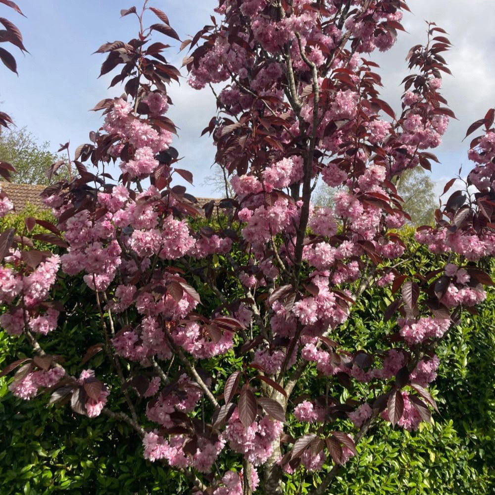 Thompson and Morgan Prunus Royal Burgundy Plant Pot 12L Image 2
