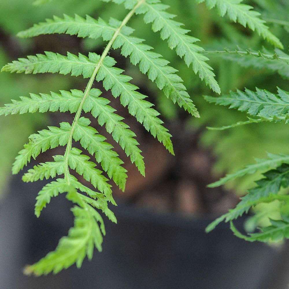 Thompson and Morgan Fern Dicksonia Antartica Plant Pot 9cm 3 Pack Image 2