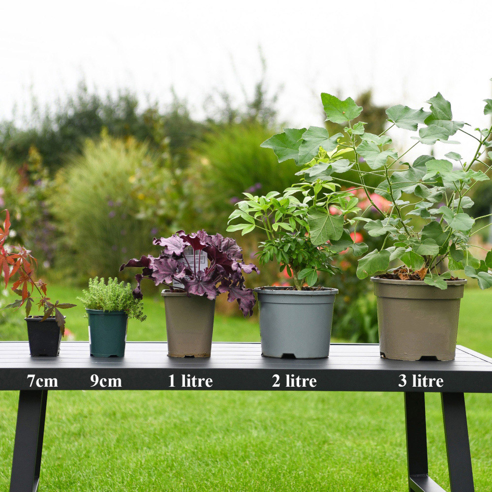 Thompson and Morgan Lavatera Barnsley Baby Plant Pot 9cm Image 5