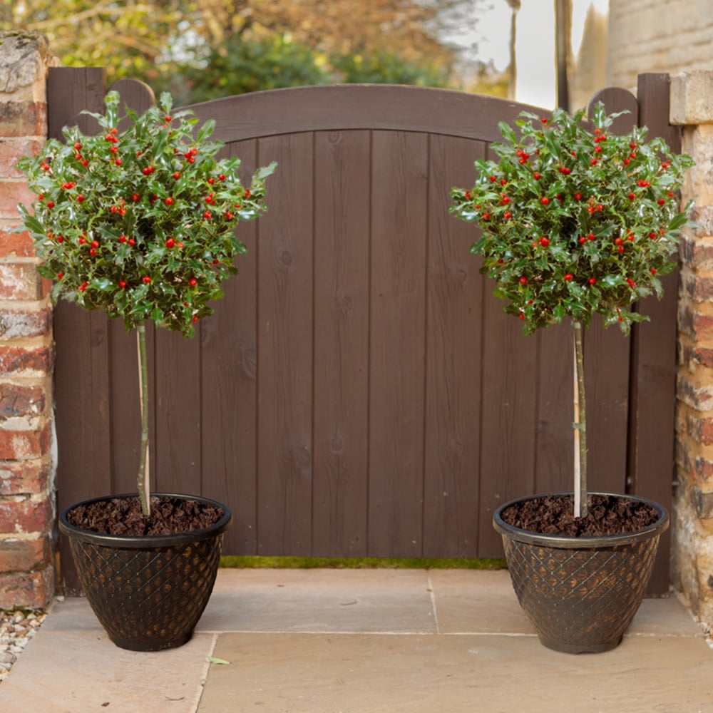 YouGarden Holly Trees with Decorative Plant Pot 2 Pack Image 1