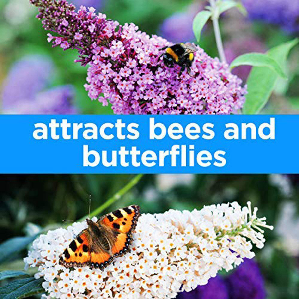 Thompson and Morgan Buddleja Tricolour Plant Pot 2L 2 Pack Image 2