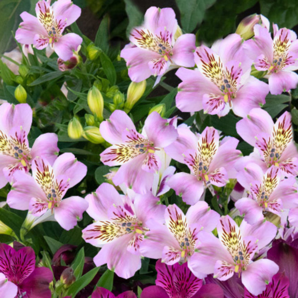 Thompson & Morgan Alstroemeria Inticancha Navayo Jumbo Plant Plug Image 2