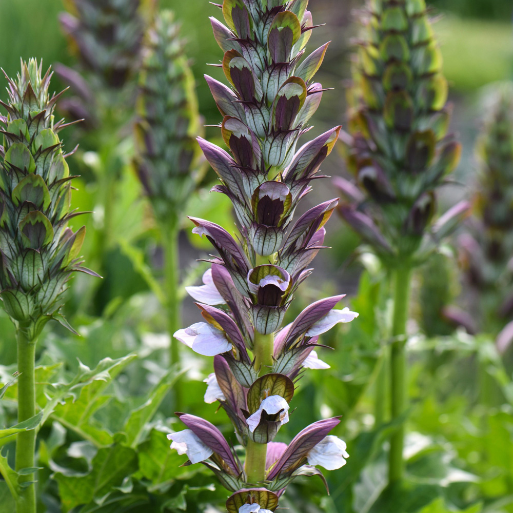 Thompson and Morgan Acanthus Mollis Potted Plant 9cm Image 1