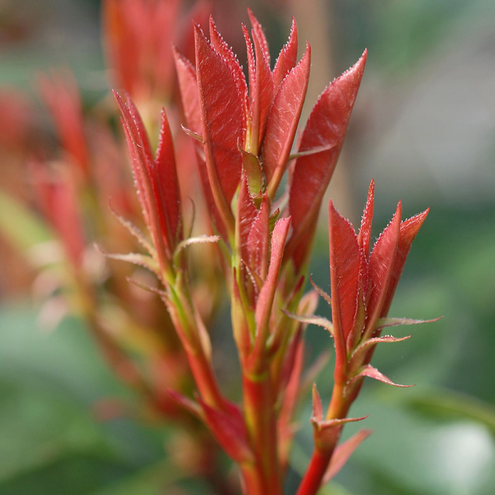 Thompson and Morgan Photinia Fraserii Red Robin Plant Pot 2L Image 4