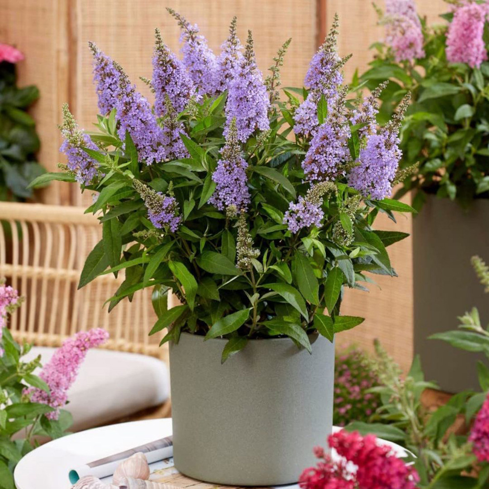 Thompson and Morgan Buddleja Butterfly Candy Little Lilia Plant Pot 9cm Image 4