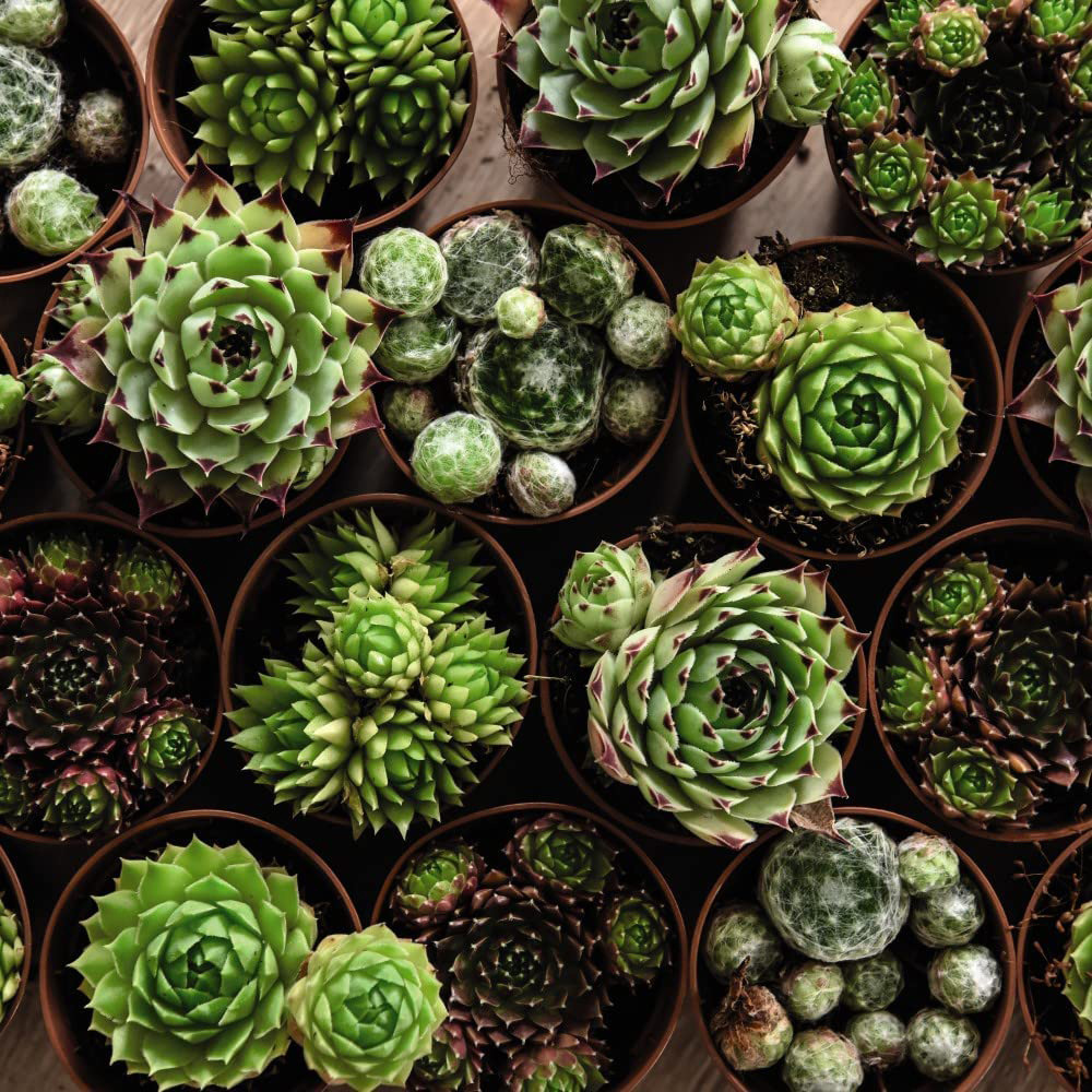 Thompson & Morgan Nurserymans Choice Alpine Mix Jumbo Plant Plug 10 Pack Image 4