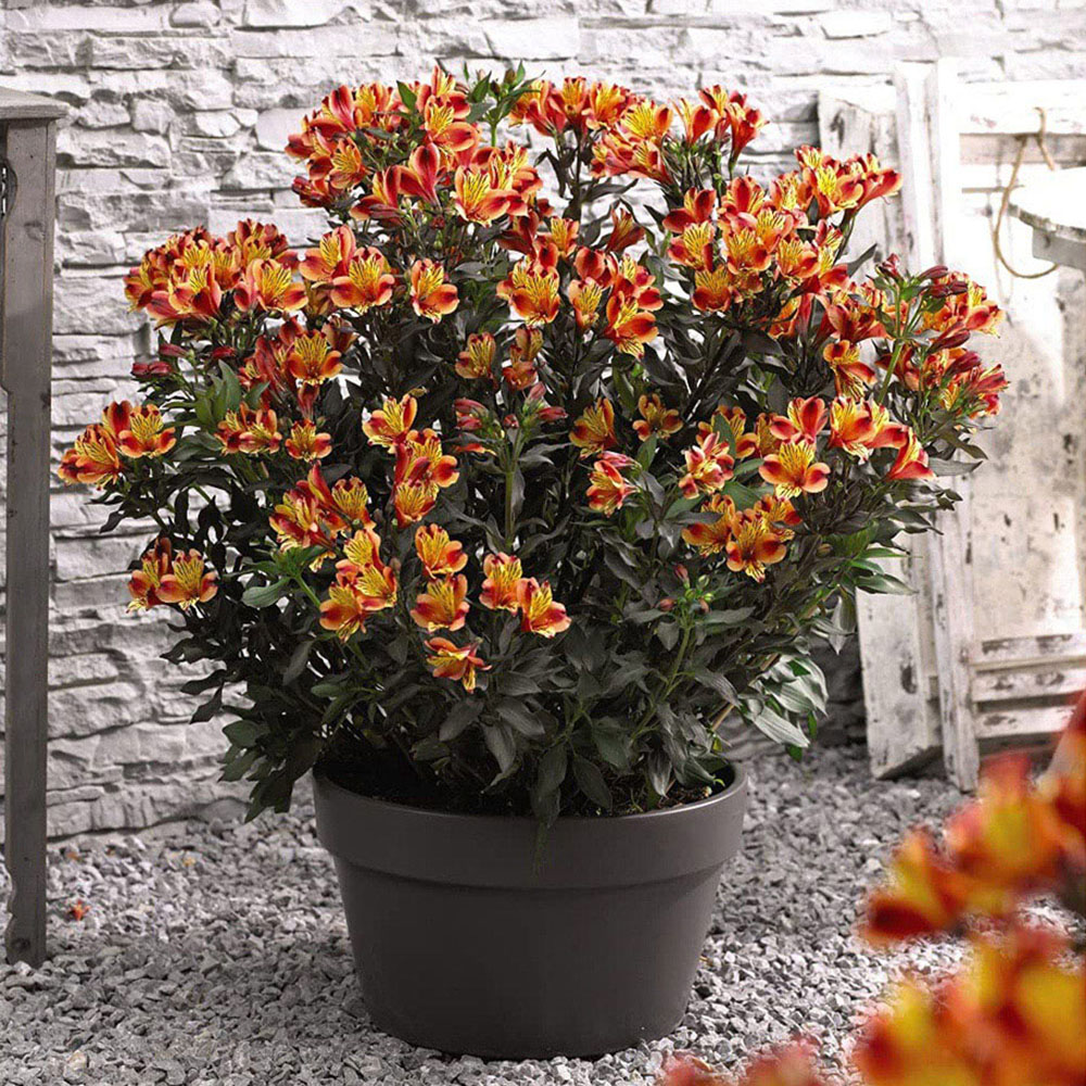 Thompson and Morgan Alstroemeria Indian Summer Jumbo Plug 6 Pack Image 2