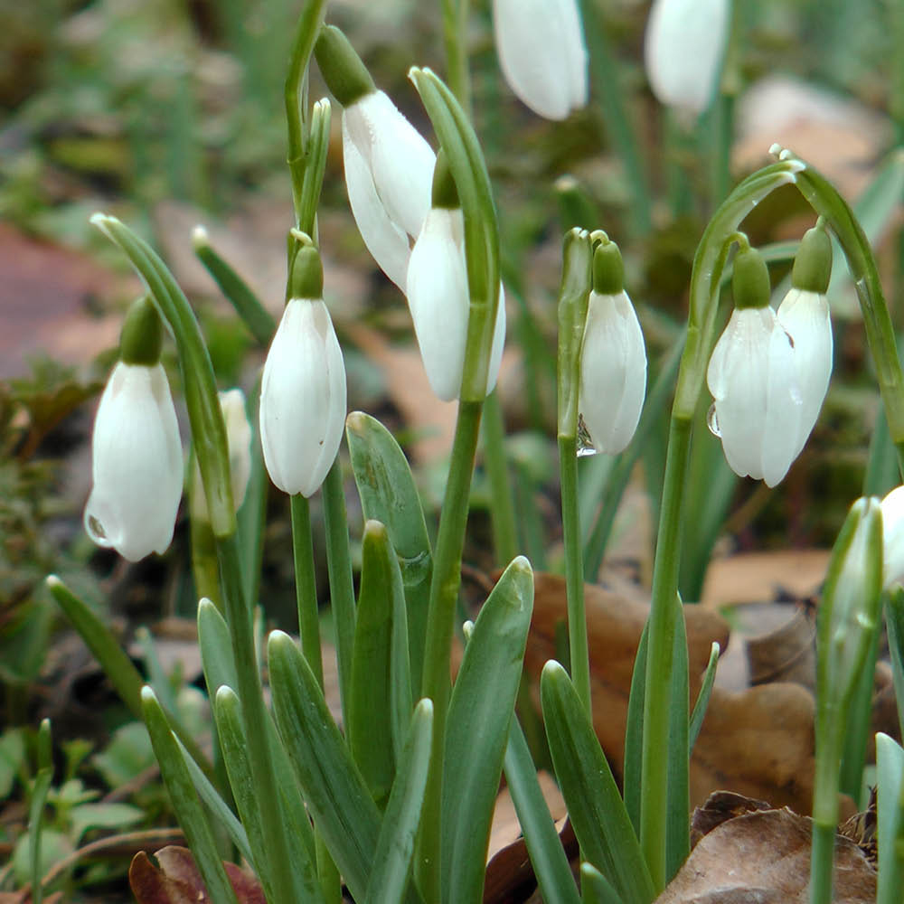 YouGarden Galanthus Nivalis Snowdrops Planting Bulb 40 Pack Image 2