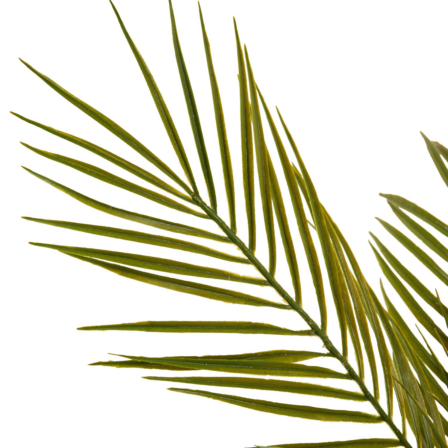 Palm in Black Vase - Black and Green Image 3