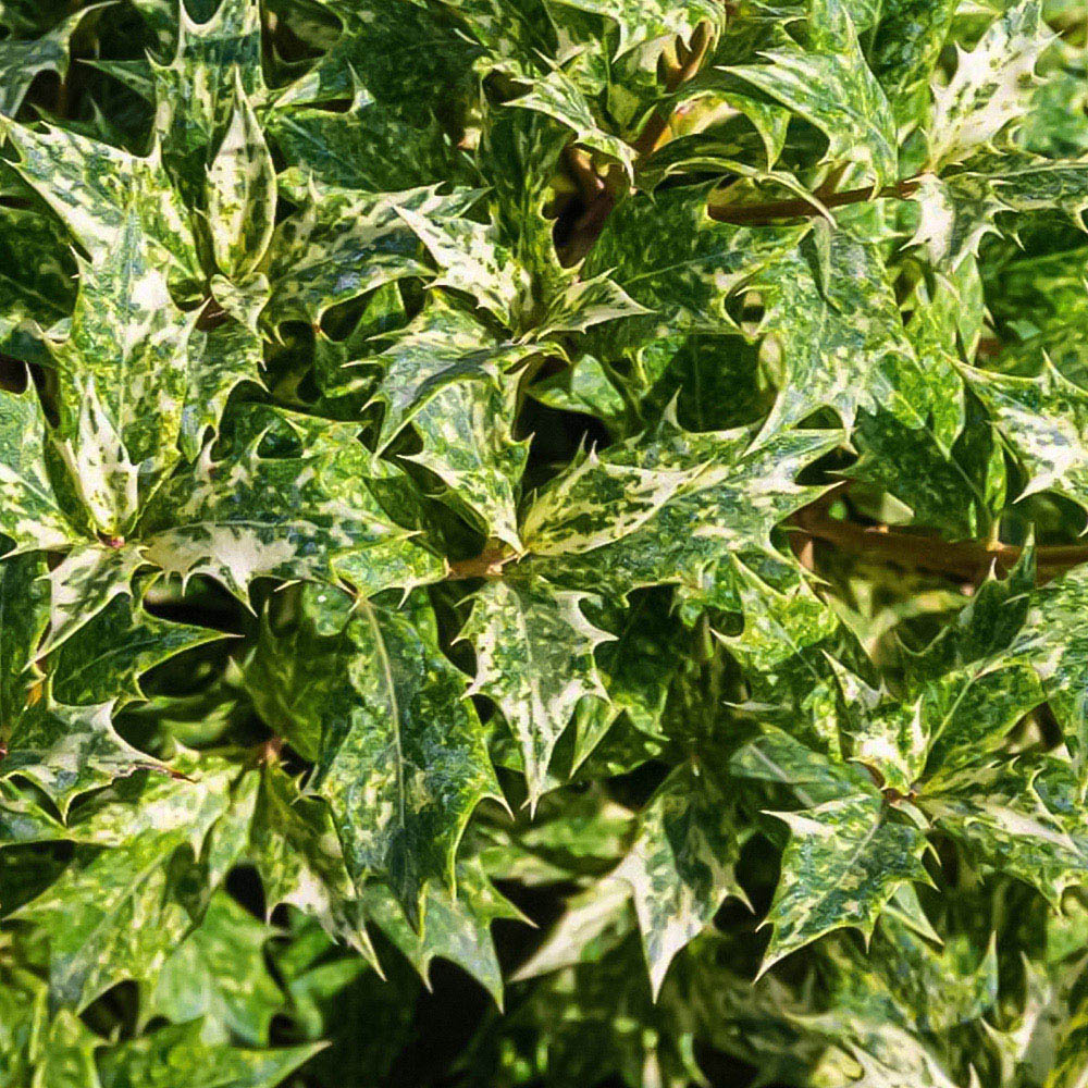 Thompson and Morgan Osmanthus Heterophyllus Goshiki Plant Pot 3L Image 2