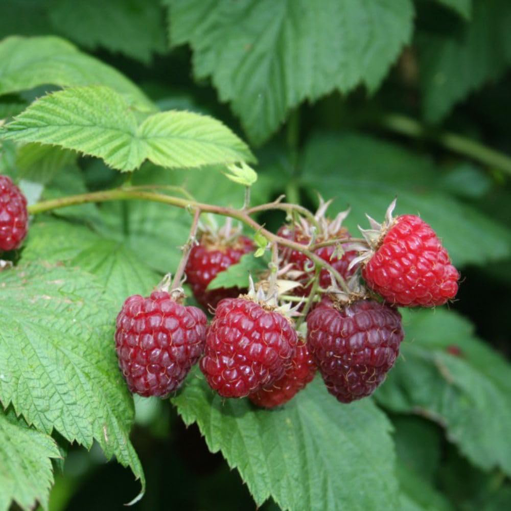 Thompson & Morgan Raspberry Summer Lovers Early Potted Plant 2L Image 2