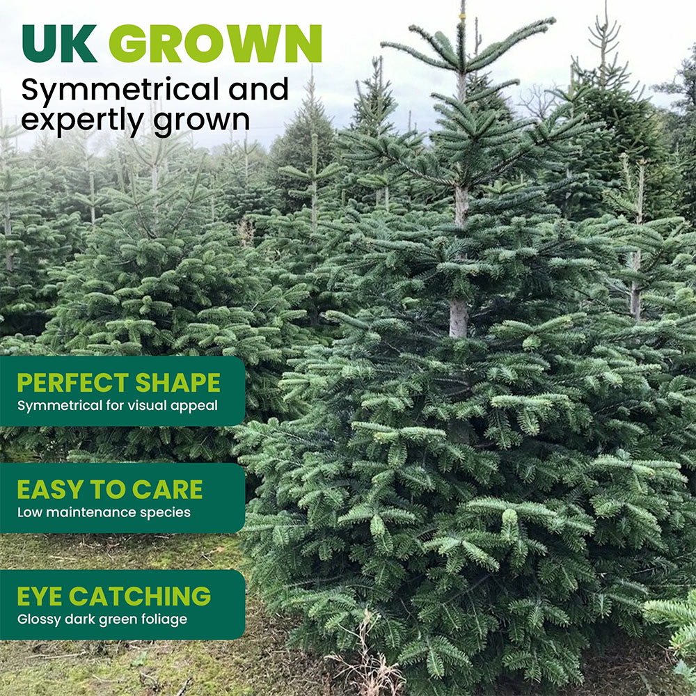 GardenersDream Nordmann Fir Cut Real Christmas Tree 2ft - Delivery 9th - 13th November Image 3