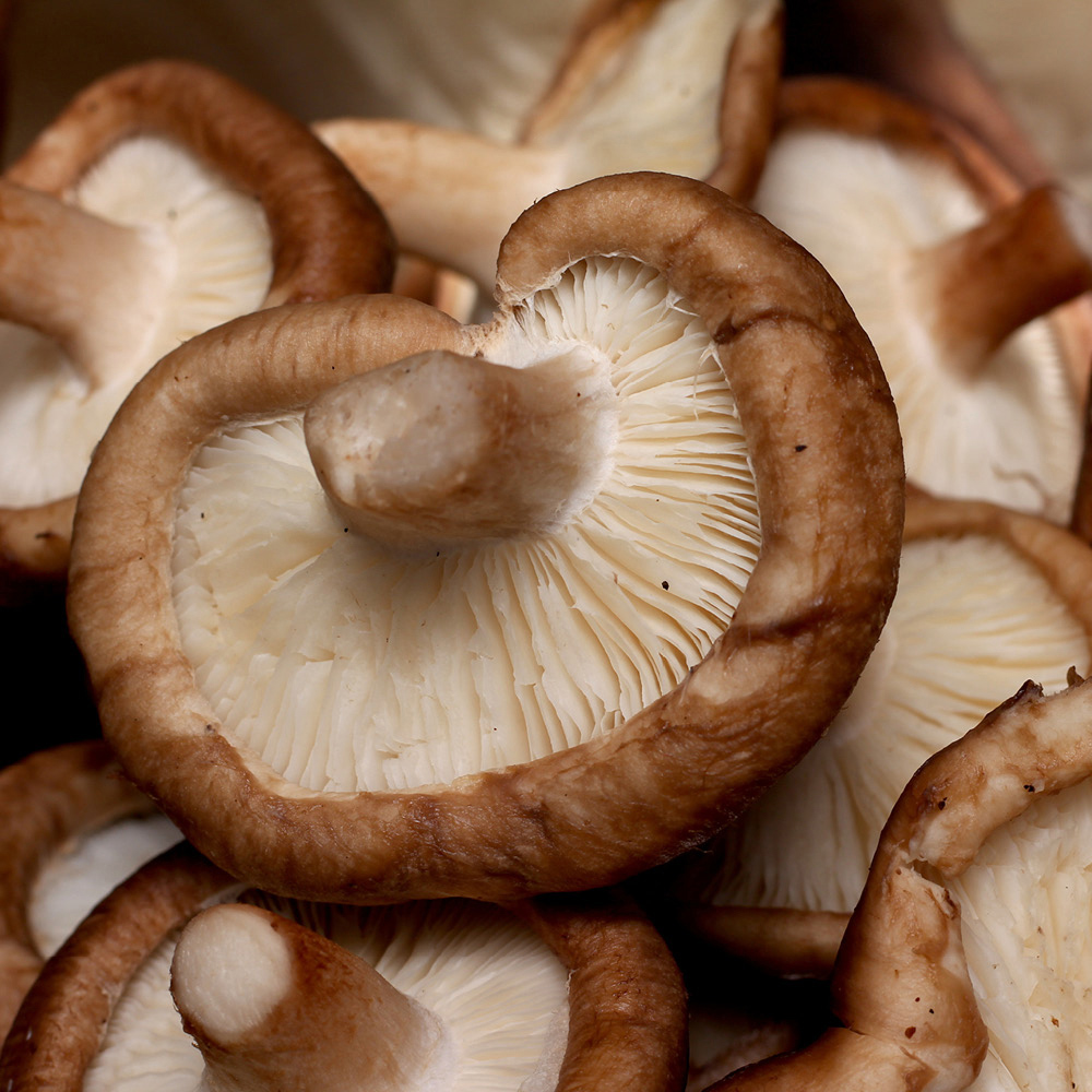 YouGarden Shiitake Mushroom Grow Kit 3L Image 2