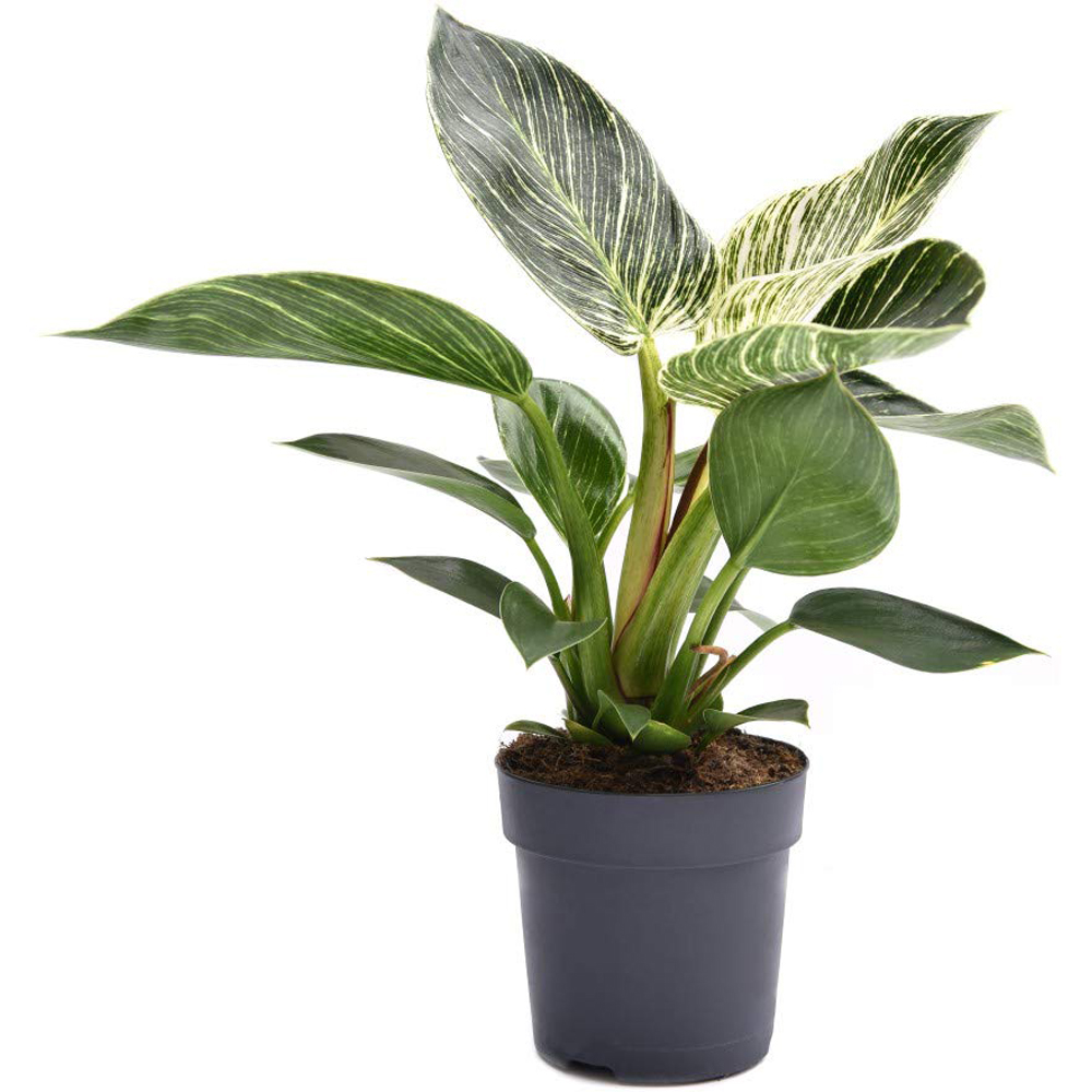 Thompson & Morgan Philodendron White Measure Potted Plant 11cm Image 2