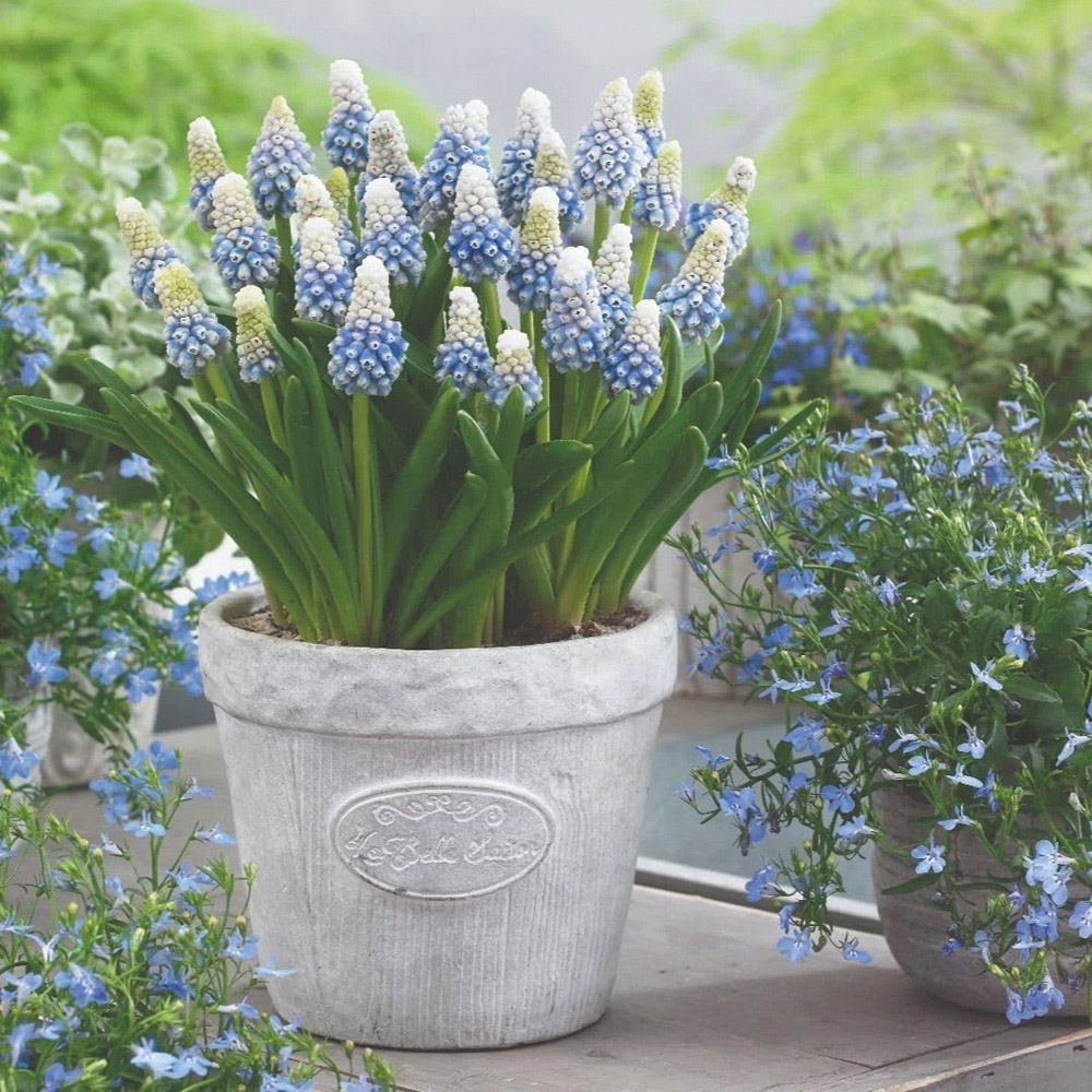 Thompson and Morgan Muscari Mountain Lady Autumn Planting Bulb 16 Pack Image 7