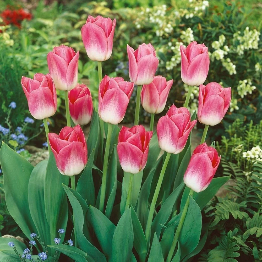 Thompson and Morgan Tulip Dynasty Autumn Planting Bulb 16 Pack Image 2